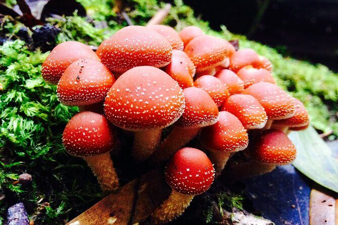 Hobart: Waterfalls, Wilderness & Wildlife - Active Day Tour - Who Will Love This Tour?