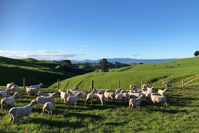 Hobbiton Movie Set Day Tour - Tour Logistics and Details