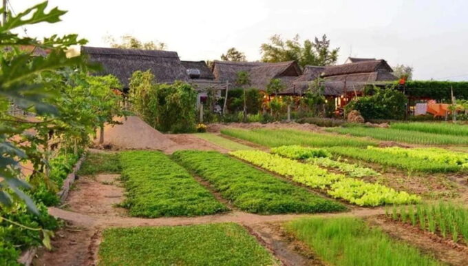 Hoi An: Basket Boat and Farming and Cooking Class in Tra Que - Important Information for Participants