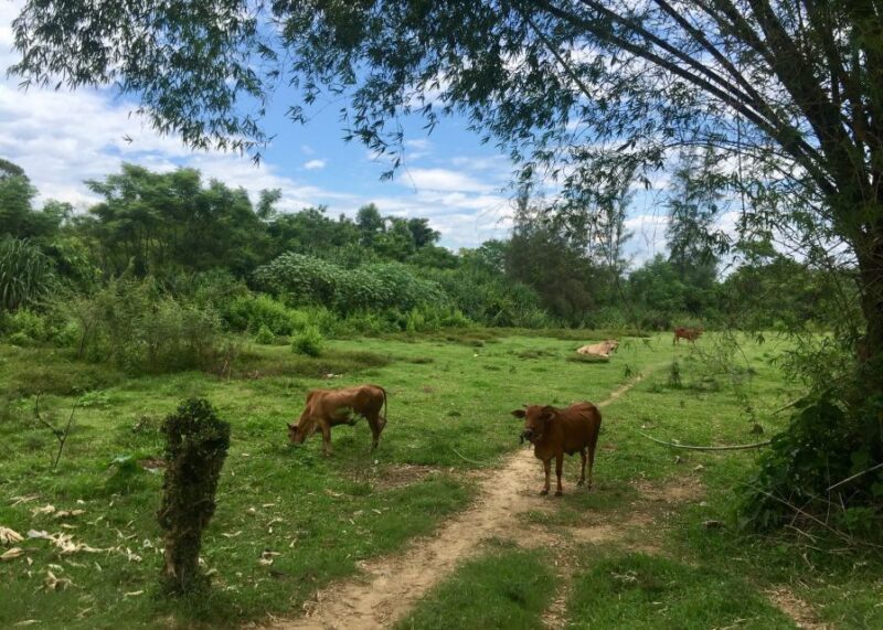 Hoi An: Countryside Bike Tour to Kim Bong Village - Customer Reviews