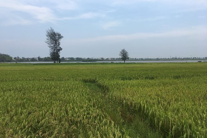 Hoi an Countryside Biking Tour and Water Buffalo Riding Experience (4 Hour) - Tour Overview