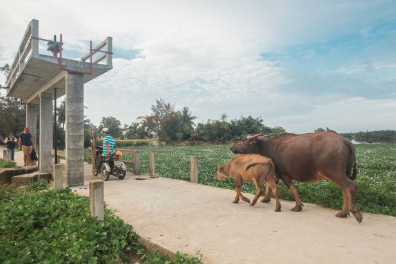 Hoi An: Half-day Biking Through Hoi An's Culinary Delights - Key Points