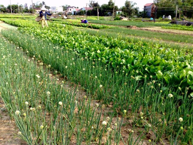 Hoi An: Half-day Biking Through Hoi An's Culinary Delights - Frequently Asked Questions