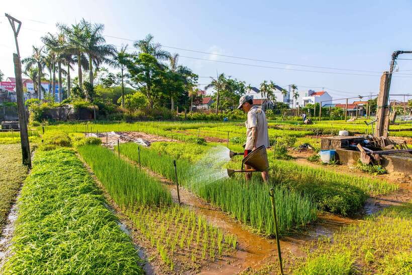 Hoi An: Half-day Farm To Table Adventure In Tra Que Village - Hands-On Farming Activities