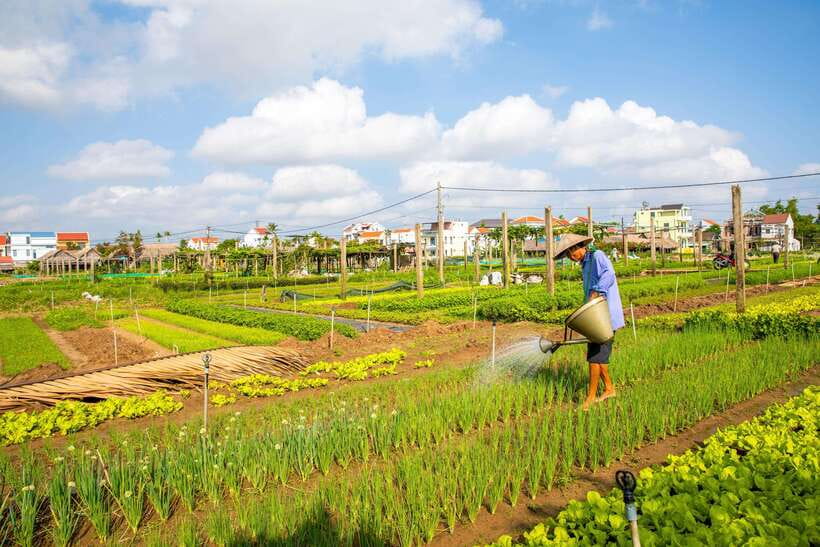 Hoi An: Half-day Farm To Table Adventure In Tra Que Village - Frequently Asked Questions