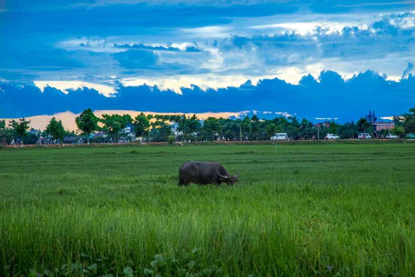 Hoi An: Private Evening Food Tour by Bike - Important Information and Requirements