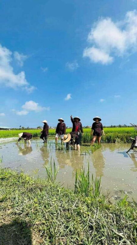 Hoi An Wet Rice Farming Tour-Basket Boat Tour Fishing-Lunch - Key Points