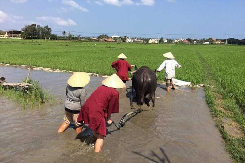 Hoi An Wet Rice Farming Tour-Basket Boat Tour Fishing-Lunch - Participant Restrictions and Weight Limits