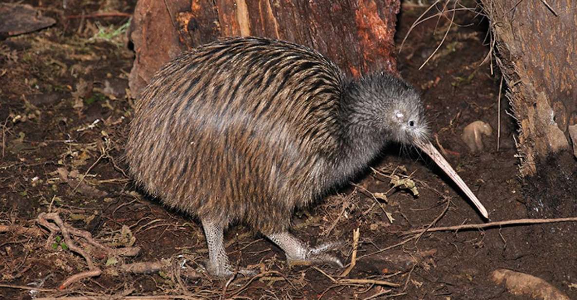 Hokitika: The National Kiwi Centre Tickets - Language and Accessibility Information