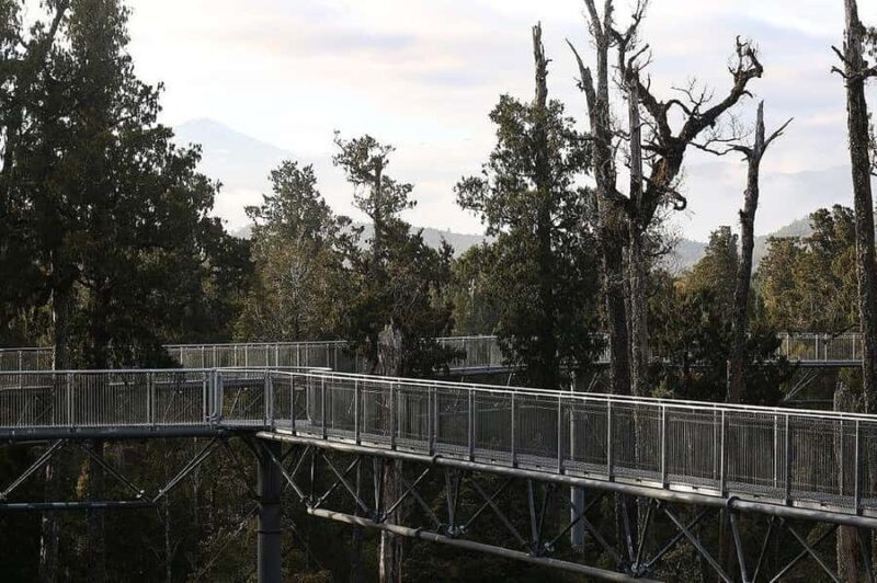 Hokitika: West Coast Treetop Walkway Entrance Ticket - Key Points