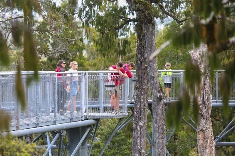 Hokitika: West Coast Treetop Walkway Entrance Ticket - An Introduction to the Treetop Adventure