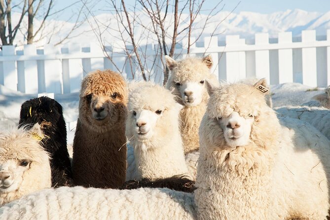 Hokkaido: Asahiyama Zoo, Furano, and Ningle Terrace Full Day Tour - Furano and Ningle Terrace