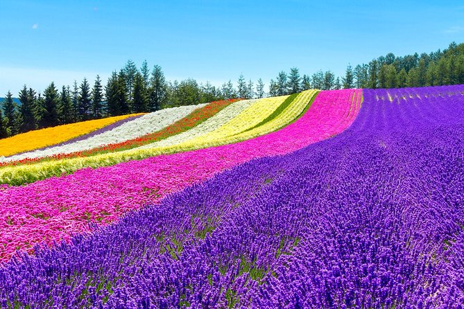 Hokkaido Highlights of Flower Blossom, Asahiyama Zoo & Blue Pond 'Aoi-ike'! - Trees in Commercials