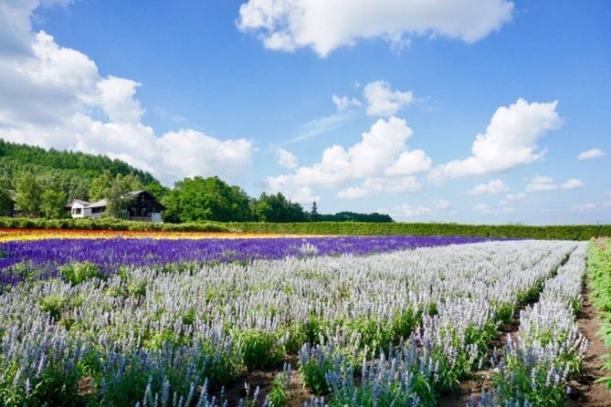 Hokkaido Highlights of Flower Blossom, Asahiyama Zoo & Blue Pond 'Aoi-ike'! - Suitability and Accessibility