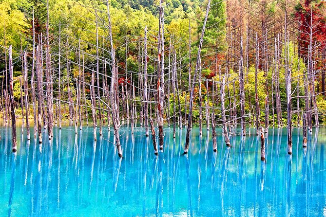 Hokkaido Highlights of Flower Blossom, Asahiyama Zoo & Blue Pond 'Aoi-ike'! - Schedule Changes and Cancellation