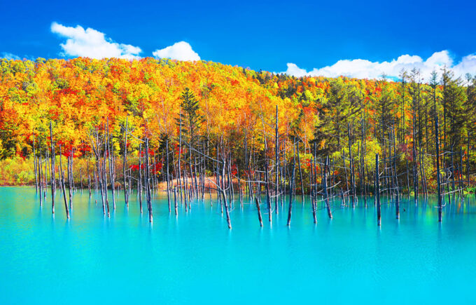 Hokkaido:Biei Blue Pond,Flower Fields, Ningle Terrace Trip - Tips for Travelers