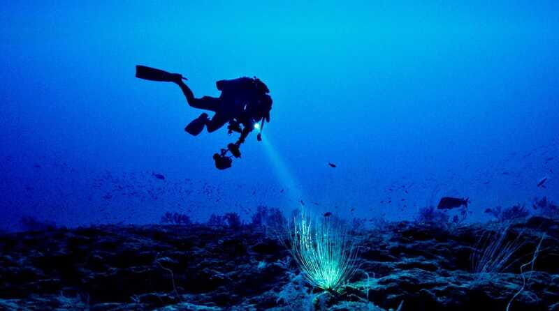 Hol Chan Marine Park night dive - Why This Tour Stands Out