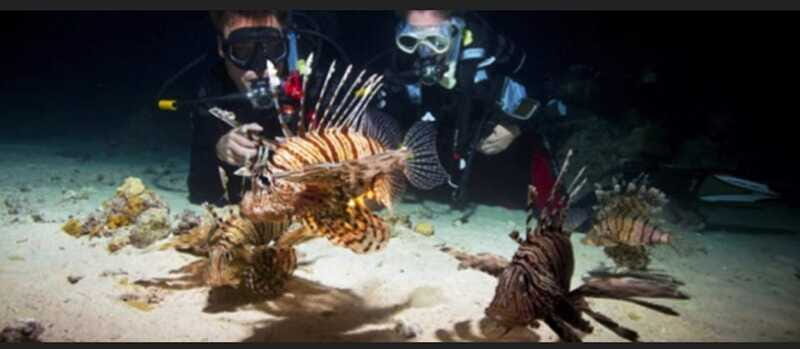 Hol Chan Marine Park night dive - The Sum Up: The Authentic, Memorable Night in Belize