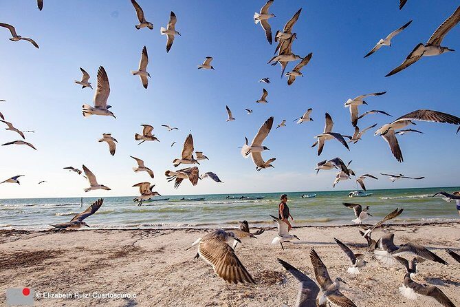 Holbox, all its beauty in 1 day (round trip, lunch and guided visit included) - A Detailed Look at the Tour