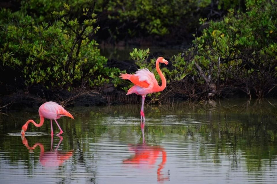 Holbox: Guided Horseback Ride on the Beach - Booking and Cancellation