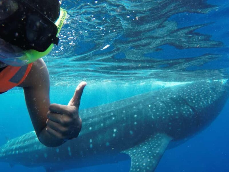 Holbox Island: Swim with Whale Sharks, All-Inclusive - Key Points