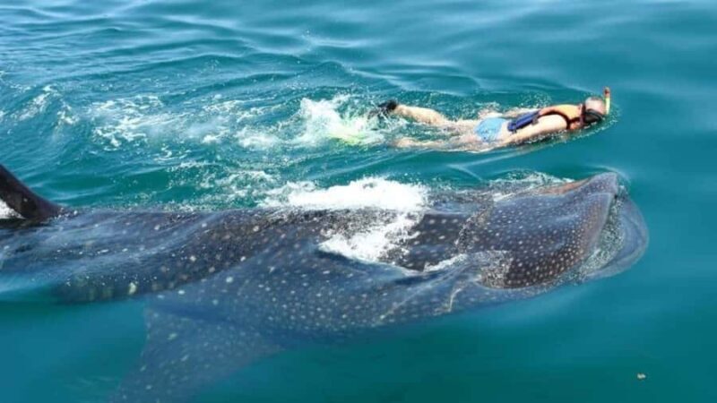 Holbox Island: Swim with Whale Sharks, All-Inclusive - Introduction to the Tour and Its Appeal
