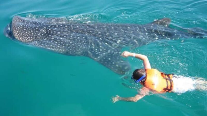 Holbox Island: Swim with Whale Sharks, All-Inclusive - What’s Included and Practical Tips