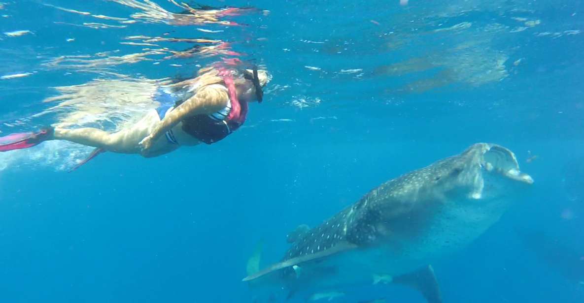 Holbox Island: Whale Shark Tour - Key Points