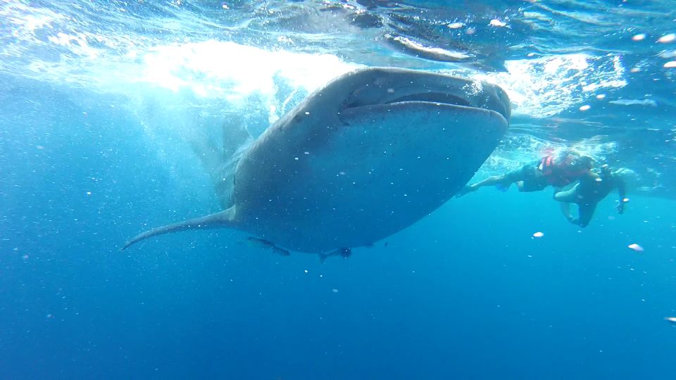 Holbox Island: Whale Shark Tour - Inclusions