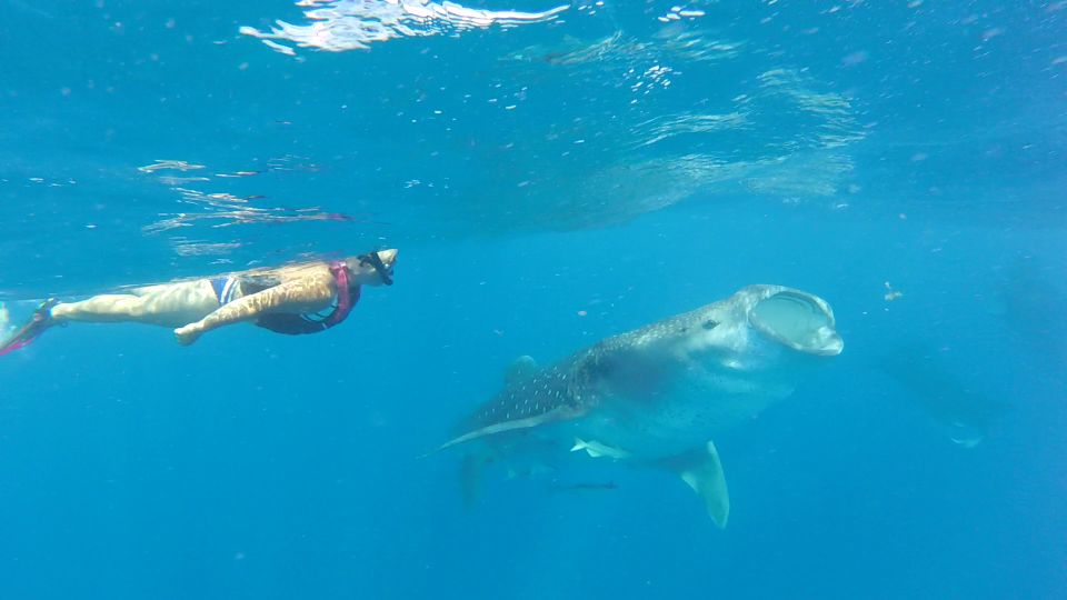 Holbox Island: Whale Shark Tour - Schedule