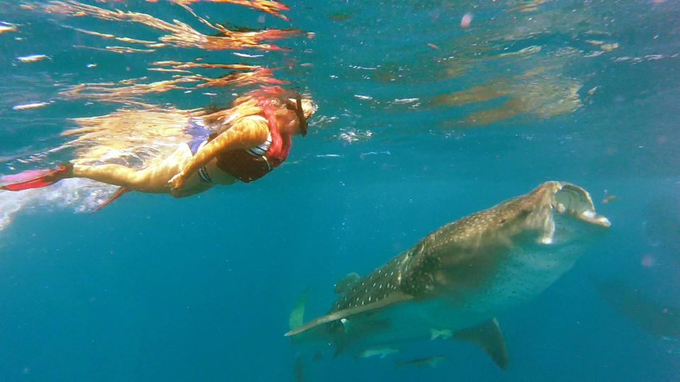 Holbox Island: Whale Shark Tour - Whale Shark Swimming