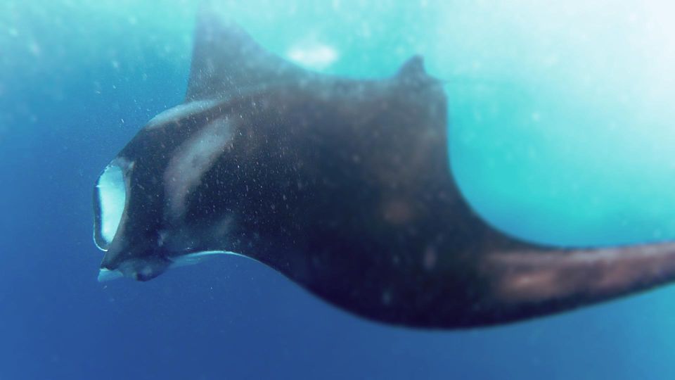 Holbox Island: Whale Shark Tour - Box Lunch and Drinks