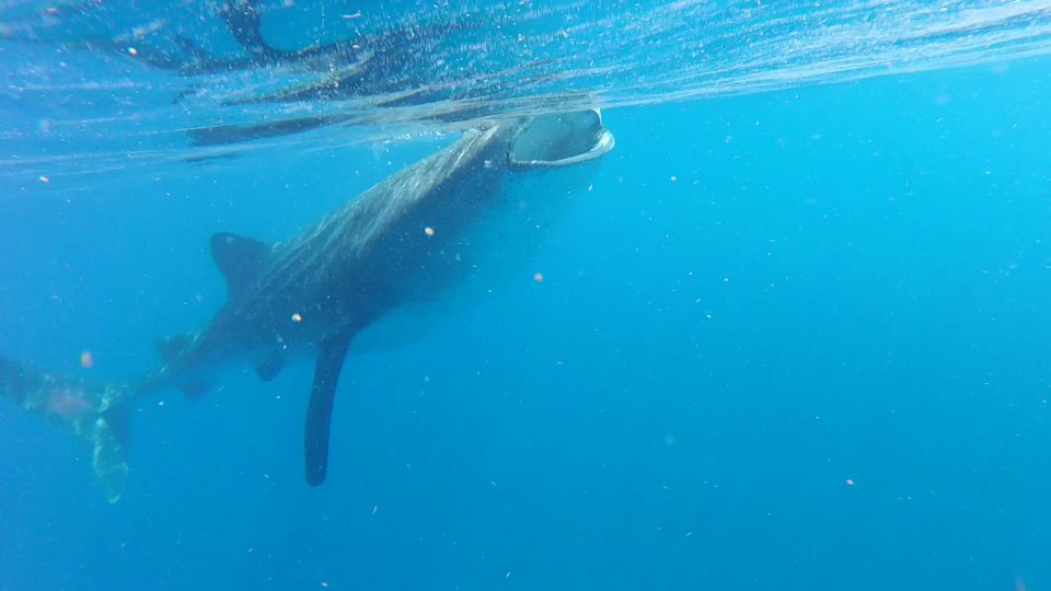 Holbox Island: Whale Shark Tour - Frequently Asked Questions