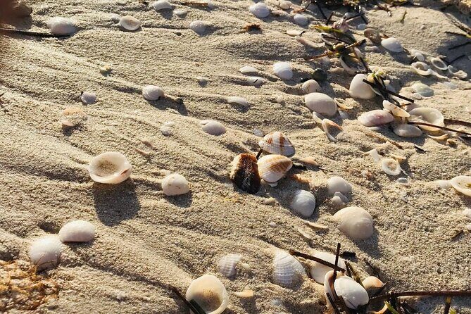 Holbox: Islas Pajaros, Yalahau & Isla de la Pasión with pick up - Introduction: An Accessible, Nature-Focused Tour of Holbox Islands