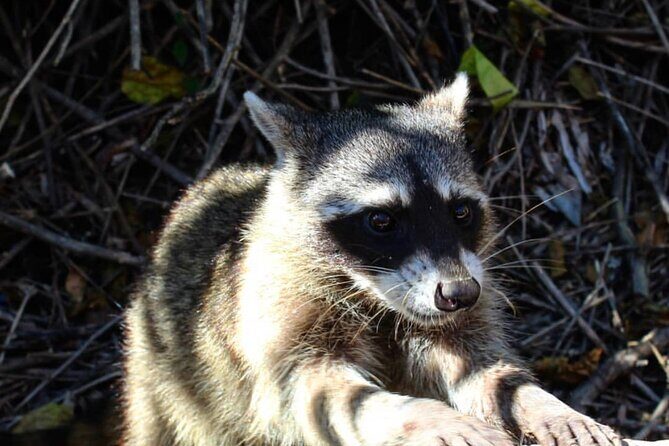 Holbox: Islas Pajaros, Yalahau & Isla de la Pasión with pick up - Practical Details & Tips