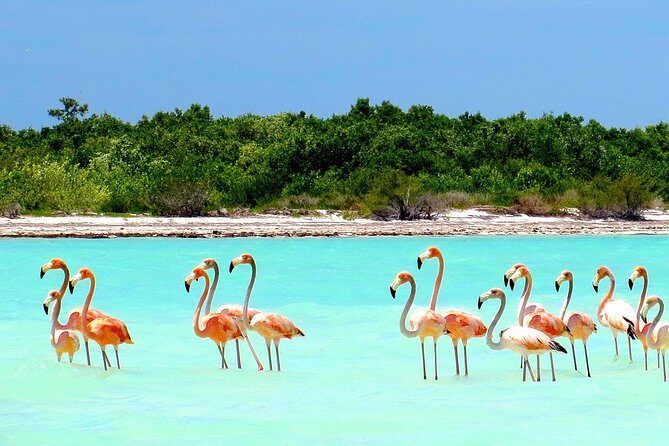 Holbox plus Island Magic by boat Tour from Cancun - Exploring the Itinerary in Depth