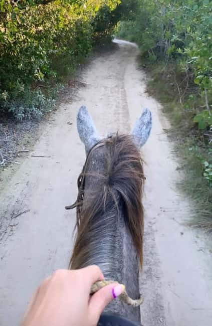 Holbox: Private Horseback Riding - An In-Depth Look at the Holbox Horseback Ride