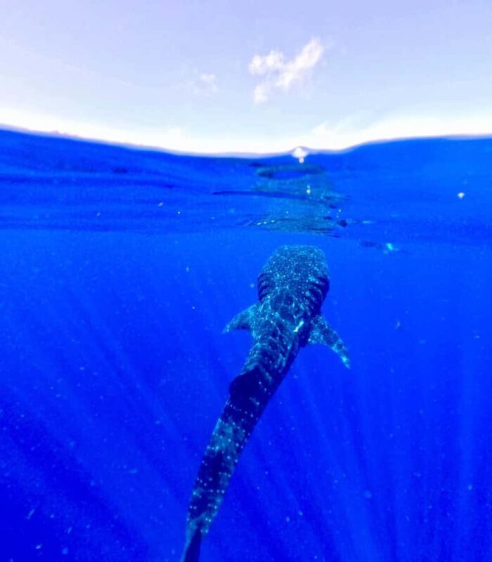 Holbox: Search and swim tour with the world's biggest fish. - Key Points