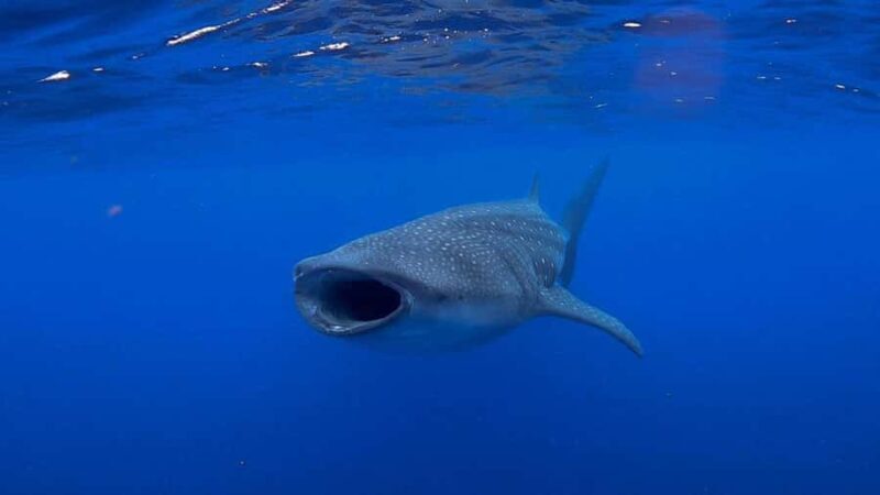 Holbox: Search and swim tour with the world's biggest fish. - Cabo Catoche: Beaches and Ceviche