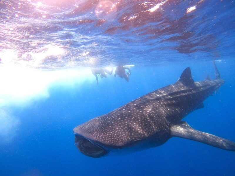 Holbox: Search and Swim with Whale Sharks ! All Inclusive. - Final Thoughts