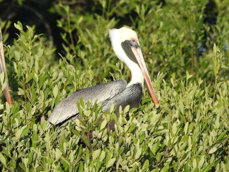 Holbox: Sunrise Kayak Tour through the Mangroves - The Experience in Detail