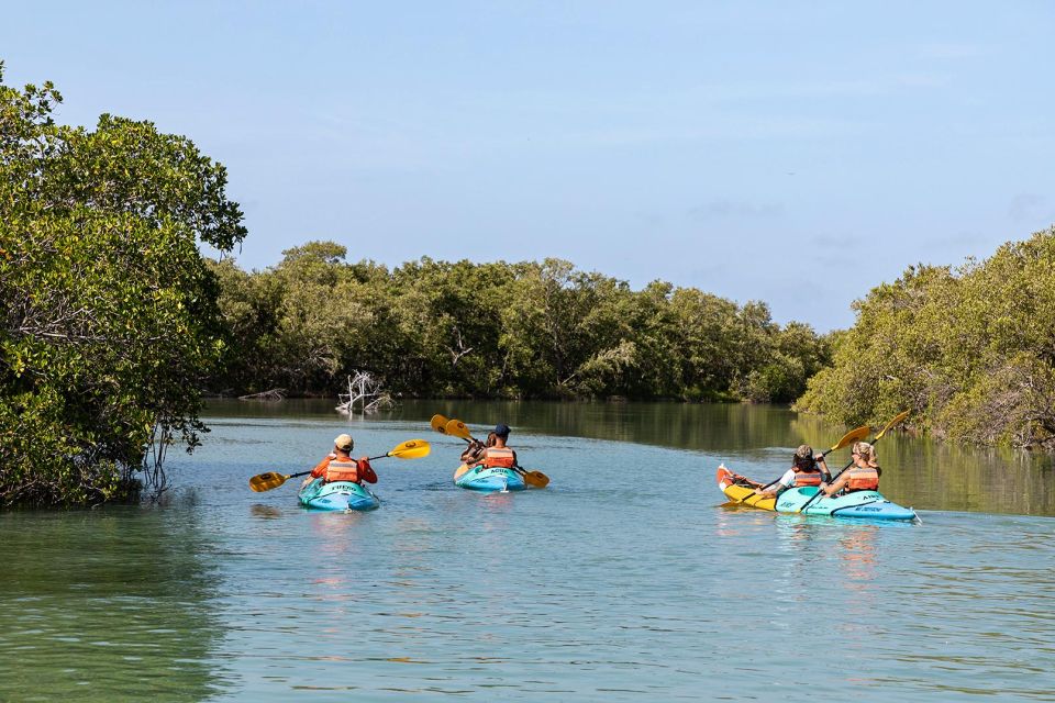 Holbox: Sunrise Kayak Tour Through the Mangroves - Possibility of Crocodiles