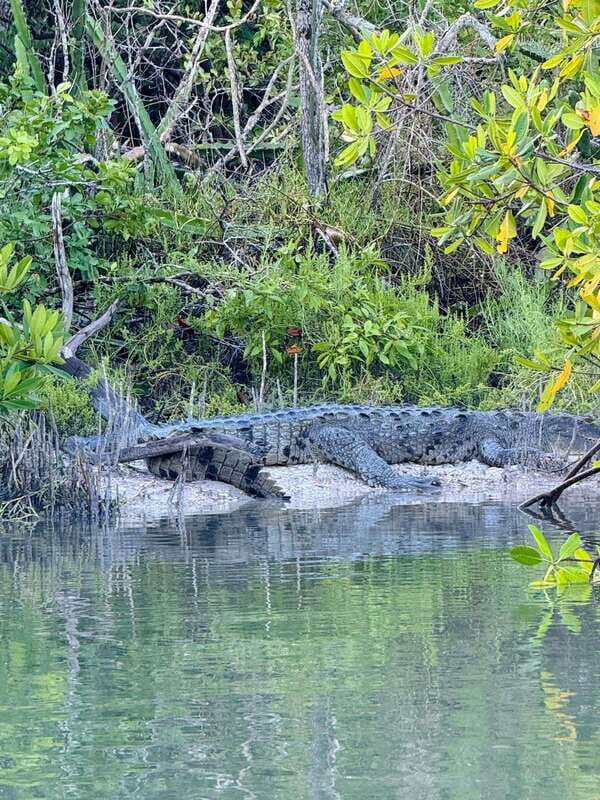 Holbox: Sunrise & Mangrove Kayak Tour - Key Points