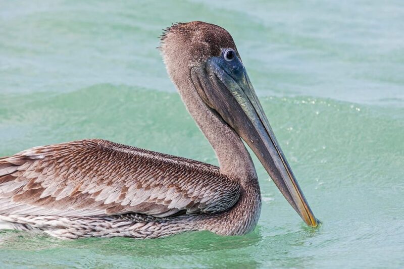 Holbox: Swimming With Wild Whale Sharks Boat Trip - Customer Reviews and Feedback