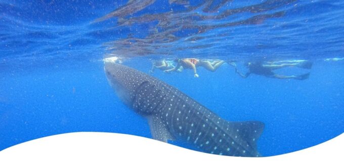 Holbox: Swimming With Wild Whale Sharks Boat Trip - Frequently Asked Questions