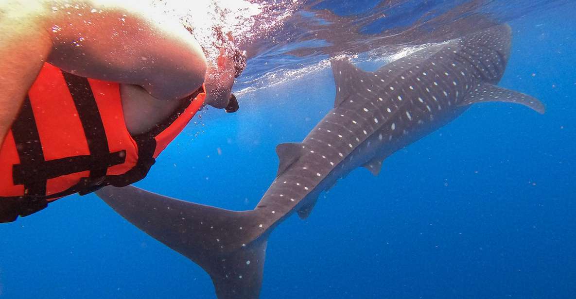 Holbox: Swimming With Wild Whale Sharks Boat Trip - Pricing and Savings