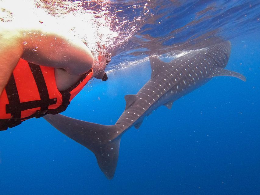 Holbox: Swimming With Wild Whale Sharks Boat Trip - Majestic Whale Shark Encounters
