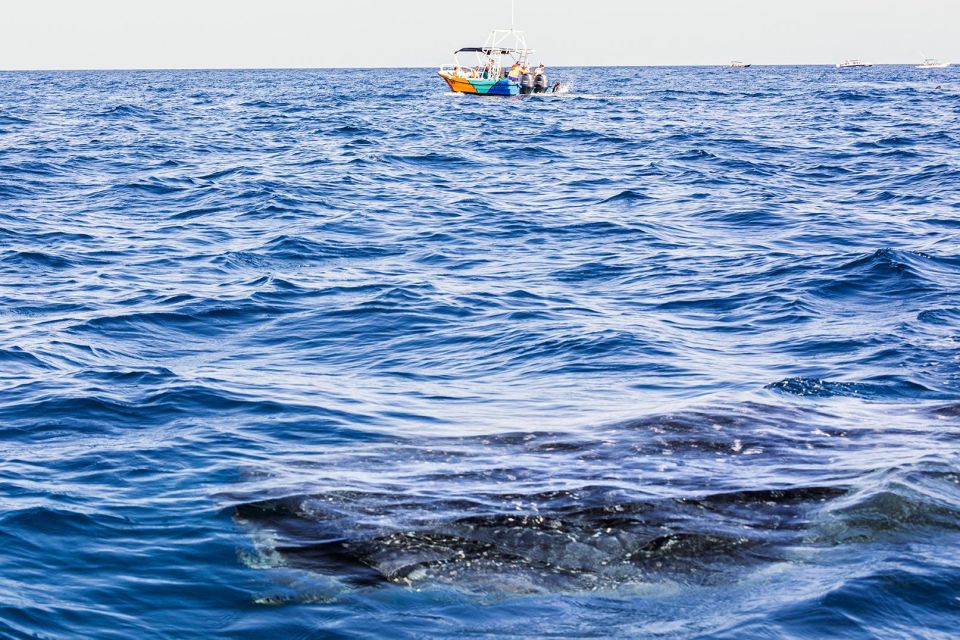 Holbox: Swimming With Wild Whale Sharks Boat Trip - Diverse Marine Life Sightings