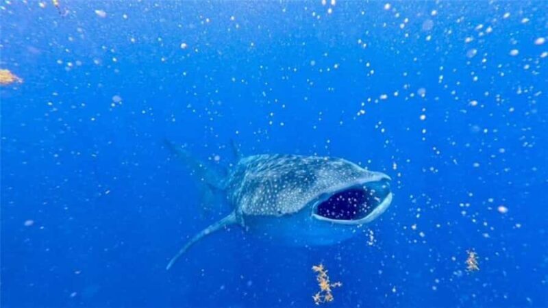 Holbox: Whale Shark and Catoche Island Tour with Snorkeling - A Deep Dive into the Experience