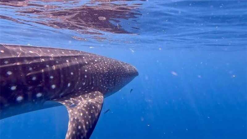 Holbox: Whale Shark and Catoche Island Tour with Snorkeling - Price and Value